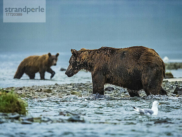 Küstenbraunbär (Ursus arctos horribilis)  der im Wasser steht und unterhalb der Fischtreppe im Geographic Harbor nach Lachsen fischt  während im Hintergrund ein anderer junger Grizzlybär läuft und im Vordergrund eine Möwe schwimmt; Katmai National Park and Preserve  Alaska  Vereinigte Staaten von Amerika