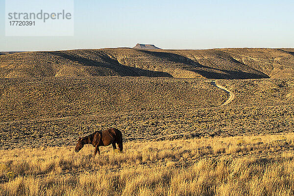 Wildpferd (Equus ferus caballus) mit Pilot Butte im Hintergrund entlang der Pilot Butte Wild Horse Scenic Tour; Wyoming  Vereinigte Staaten von Amerika