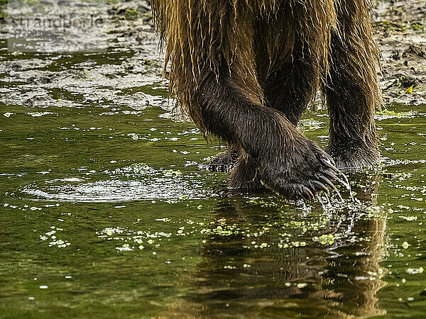 Nahaufnahme der Bärenkrallen eines Küstenbraunbären (Ursus arctos horribilis)  der im Wasser steht und in der Kinak Bay Lachse fängt; Katmai National Park and Preserve  Alaska  Vereinigte Staaten von Amerika