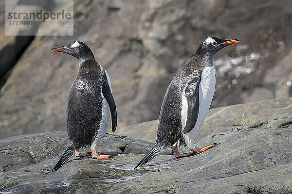 Eselspinguine (Pygoscelis papua) schauen in entgegengesetzte Richtungen; Antarktis