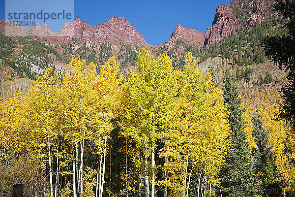 Aspen in leuchtendem Gold im Herbst in den Rocky Mountains  nahe Maroon Creek  Colorado; Aspen  Colorado  Vereinigte Staaten von Amerika