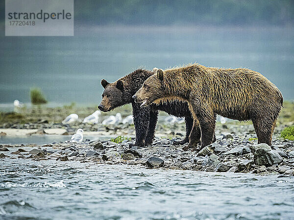 Küstenbraunbären (Ursus arctos horribilis)  die bei Ebbe am Ufer stehen und im Geographic Harbor nach Lachsen fischen; Katmai National Park and Preserve  Alaska  Vereinigte Staaten von Amerika