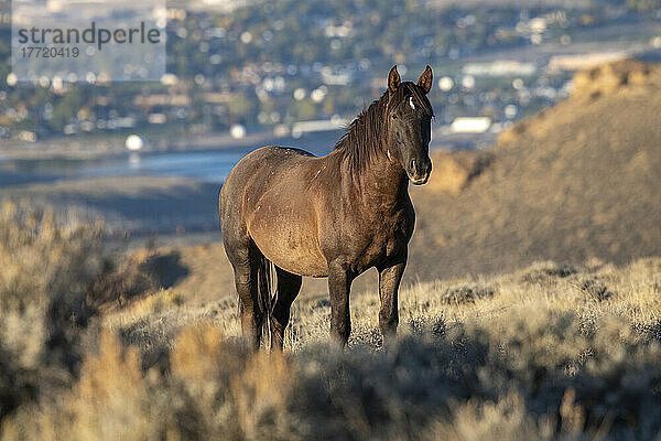 Wildpferd (Equus ferus caballus) entlang der Pilot Butte Wild Horse Scenic Tour mit der Stadt Green River  Wyoming im Hintergrund; Wyoming  Vereinigte Staaten von Amerika