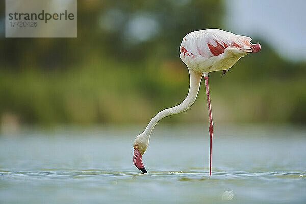 Großer Flamingo (Phoenicopterus roseus)  der sich zum Wasser trinken bückt  Parc Naturel Regional de Camargue; Camargue  Frankreich