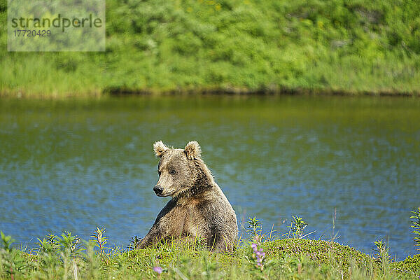 Braunbär (Ursus arctos horribilis)  der am Ufer sitzt und sich an einem sonnigen Tag entspannt; Katmai National Park and Preserve  Alaska  Vereinigte Staaten von Amerika
