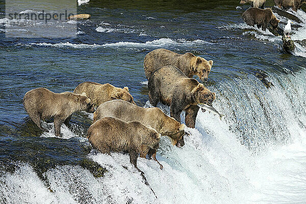 Braunbären mit Jungen (Ursus arctos horribilis)  die im Fluss auf einem Felsvorsprung bei den Brook Falls stehen und Lachse mit ihren Mäulern fangen  die sich in der Bristol Bay tummeln; Katmai National Park and Preserve  Alaska  Vereinigte Staaten von Amerika