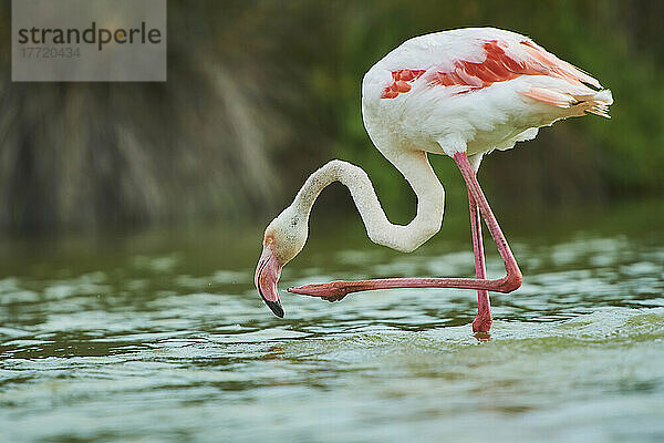 Großer Flamingo (Phoenicopterus roseus) auf einem Bein im Wasser stehend  Parc Naturel Regional de Camargue; Camargue  Frankreich