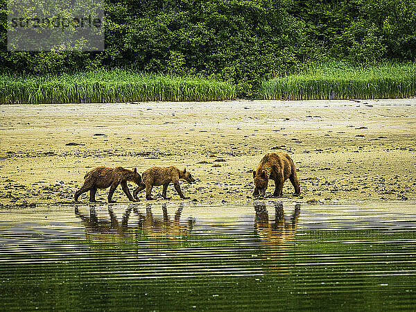 Bärenmutter und zwei Jungtiere  Küstenbraunbären (Ursus arctos horribilis)  die bei Ebbe im Geographic Harbor am Ufer nach Muscheln graben; Katmai National Park and Preserve  Alaska  Vereinigte Staaten von Amerika