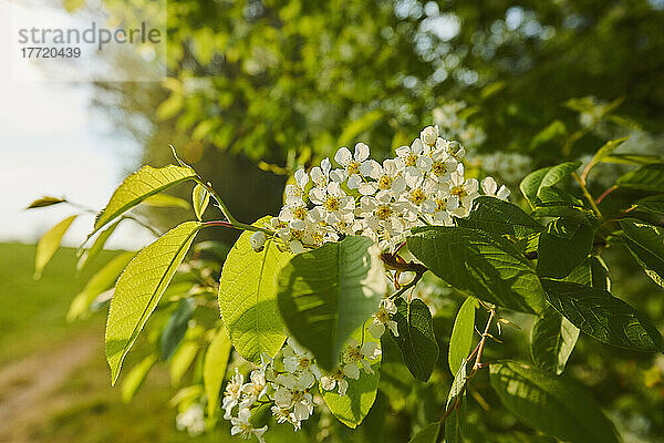 Nahaufnahme von Blüten und Blättern eines Vogelkirschbaums (Prunus padus) in einem Feld; Bayern  Deutschland