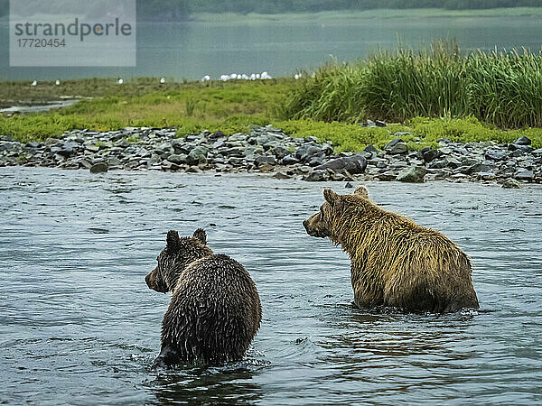 Blick von hinten auf Küstenbraunbären (Ursus arctos horribilis)  die bei Ebbe entlang der felsigen Küste im Wasser spazieren und im Geographic Harbor nach Lachsen fischen; Katmai National Park and Preserve  Alaska  Vereinigte Staaten von Amerika