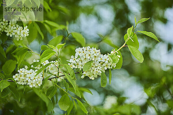 Nahaufnahme von Blüten und Blättern des Vogelkirschbaums (Prunus padus); Bayern  Deutschland