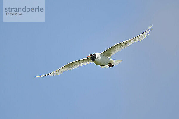 Lachmöwe (Chroicocephalus ridibundus) im Flug bei blauem Himmel  Parc Naturel Regional de Camargue; Camargue  Frankreich