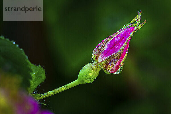 Nahaufnahme einer Wildrosenknospe (Rosa acicularis) mit Wassertropfen; Calgary  Alberta  Kanada