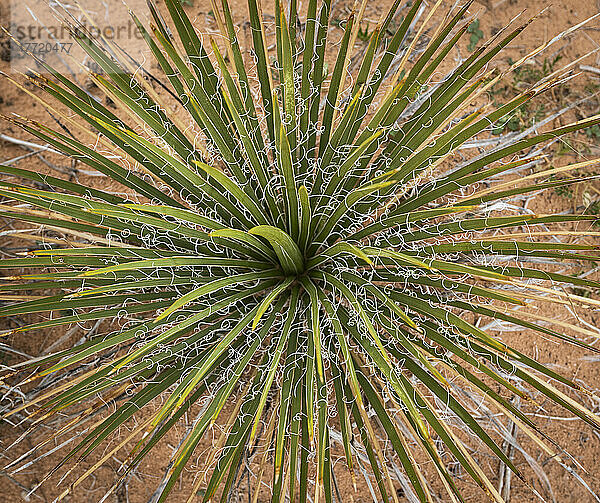 Yucca-Pflanze von oben gesehen  Pothole Point  Canyonlands National Park in Utah; Moab  Utah  Vereinigte Staaten von Amerika