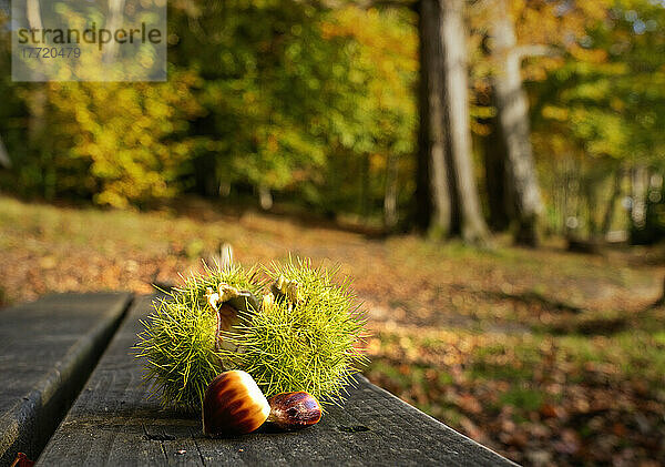 Samen eines Edelkastanienbaums (Castanea sativa) auf einer Holzbank in einem Park im Herbst; Cambo  Northumberland  England