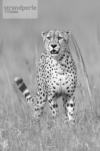 Porträt eines Geparden (Acinonyx jubatus)  der mit geöffnetem Maul in der Grassavanne im Kicheche Bush Camp steht; Narok  Masai Mara  Kenia