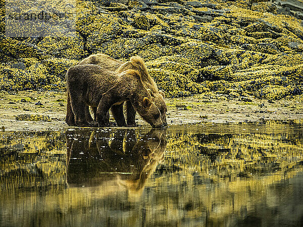 Zwei junge Küstenbraunbären (Ursus arctos horribilis) trinken bei Ebbe am Ufer  während sie Muscheln im Geographic Harbor graben; Katmai National Park and Preserve  Alaska  Vereinigte Staaten von Amerika