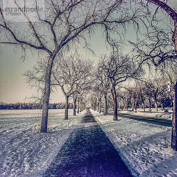 Assiniboine Park im Winter  mit Fußgängern in der Ferne auf dem langen  geraden Weg; Winnipeg  Manitoba  Kanada