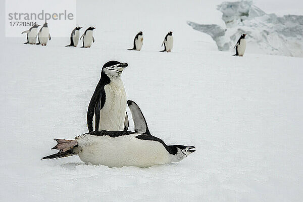 Kinnriemenpinguine (Pygoscelis antarcticus) auf der Booth-Insel in der Antarktis; Antarktis