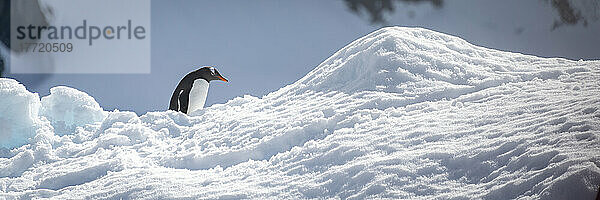 Eselspinguin (Pygoscelis papua) klettert im Sonnenschein auf einen Schneehügel; Antarktis