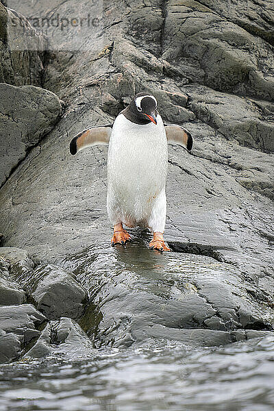 Eselspinguin (Pygoscelis papua) watschelt mit erhobenen Flossen zum Meer; Antarktis