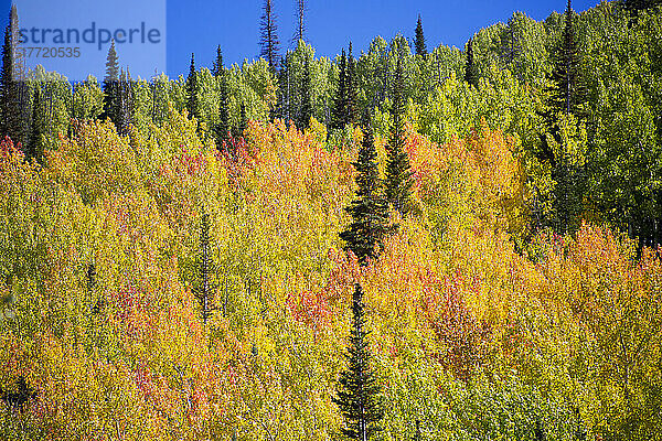 Espen in leuchtenden Herbstfarben in den Rocky Mountains am Buffalo Pass  Colorado; Steamboat Springs  Colorado  Vereinigte Staaten von Amerika