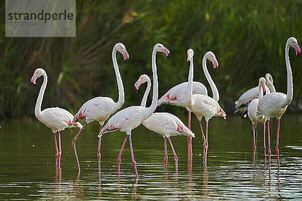 Große Flamingos (Phoenicopterus roseus) stehen zusammen im Wasser  Parc Naturel Regional de Camargue; Frankreich