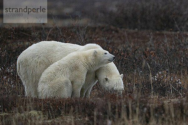 Eisbärin und ihr Junges (Ursus maritimus) in freier Wildbahn  Nordkanada  nahe Churchill  Manitoba; Churchill  Manitoba  Kanada