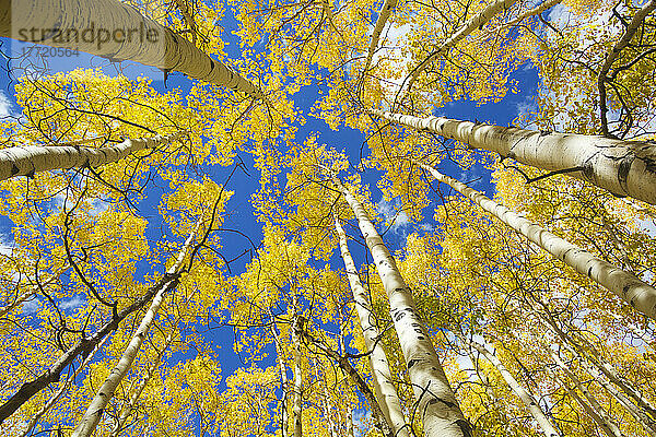 Blick in den Himmel durch gelbe Espenbäume auf dem Höhepunkt der Herbstfarben am Buffalo Pass; Steamboat Springs  Colorado  Vereinigte Staaten von Amerika