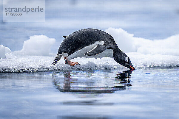 Eselspinguin (Pygoscelis papua) taucht vom Eis ins Wasser des Südpolarmeeres; Antarktis