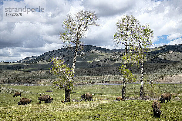 Bisons (Bison bison) grasen in der Nähe von Espenbäumen oberhalb des Lamar River im Yellowstone National Park; Wyoming  Vereinigte Staaten von Amerika