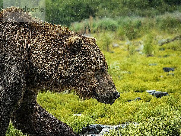 Küstenbraunbär (Ursus arctos horribilis)  der am Ufer entlang läuft und im Geographic Harbor nach Lachsen fischt; Katmai National Park and Preserve  Alaska  Vereinigte Staaten von Amerika