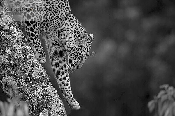 Nahaufnahme eines Leoparden (Panthera pardus)  der seine Pfote hebt  als er einen Ast im Kicheche Bush Camp hinuntergeht; Masai Mara  Kenia