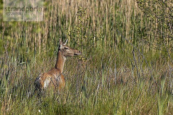 Hirschkuh (Cervus elaphus)  im natürlichen Lebensraum  Lausitz  Sachsen  Deutschland  Europa