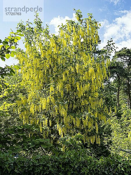 Goldregen (Laburnum) im Blütenstand  Nordrhein-Westfalen  Deutschland  Europa