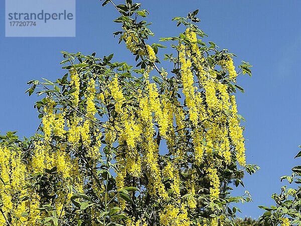 Goldregen (Laburnum) im Blütenstand  Nordrhein-Westfalen  Deutschland  Europa