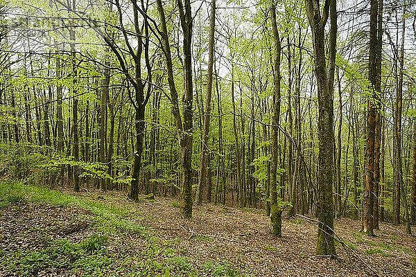 Buchenwald mit frischem Grün  Nationalpark Kellerwald-Edersee  Hessen  Deutschland  Europa