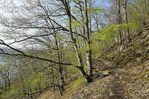 Waldweg  Knorreichenstieg  Urwaldsteig  Nationalpark Kellerwald-Edersee  Hessen  Deutschland  Europa