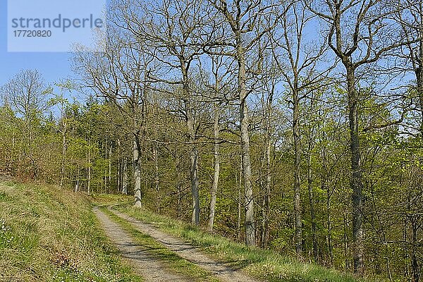 Waldweg  Knorreichenstieg und Urwaldsteig  Nationalpark Kellerwald-Edersee  Hessen  Deutschland  Europa
