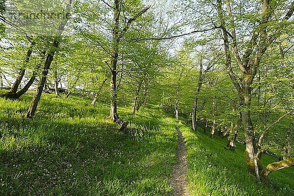 Wanderweg durch den Buchenwald  frisches Grün  Urwaldsteig  Nationalpark Kellerwald-Edersee  Hessen  Deutschland  Europa