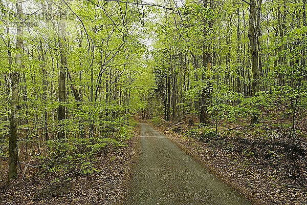 Wanderweg durch den Buchenwald  frisches Grün  Buchenwald mit frischem Grün  Quernstweg  Nationalpark Kellerwald-Edersee  Hessen  Deutschland  Europa