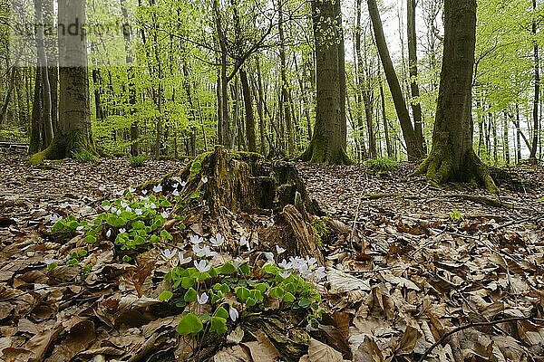 Wald-Sauerklee (Oxalis acetosella) an einem Baumstumpf im Buchenwald  Nationalpark Kellerwald-Edersee  Hessen  Deutschland  Europa