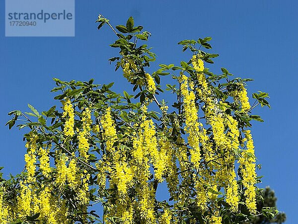 Goldregen (Laburnum) im Blütenstand  Nordrhein-Westfalen  Deutschland  Europa