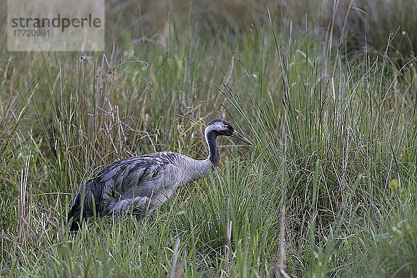 Kranich (Grus grus)  in seinem natürlichen Lebensraum  Lausitz  Sachsen  Deutschland  Europa