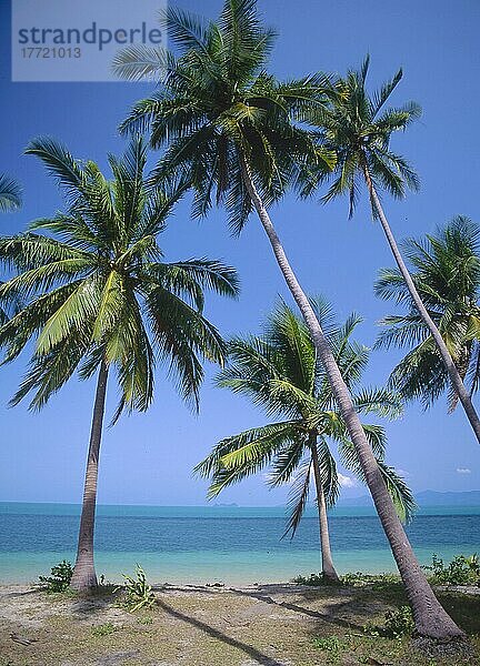 Palmenstrand  Maenam Beach  Ko Samui  Thailand  Palm beach  Maenam Beach  Ko Samui  Thailand  Asien