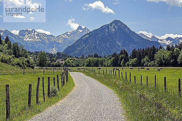 Wanderweg  Kalkofenweg  hinten Allgäuer Alpen  bei Oberstdorf  Oberallgäu  Allgäu  Bayern  Deutschland  Europa