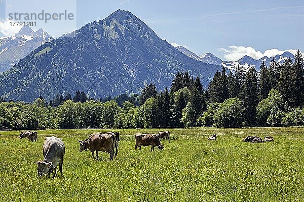Kühe auf der Weide bei Oberstdorf  Oberallgäu  Allgäuer Alpen  Allgäu  Bayern  Deutschland  Europa