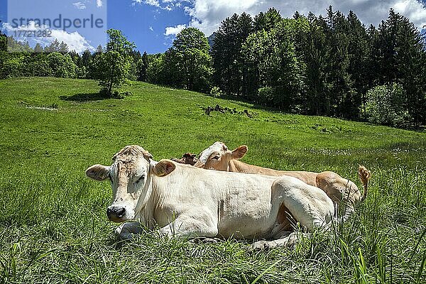 Kühe liegen im Gras  bei Oberstdorf  Oberallgäu  Allgäuer Alpen  Allgäu  Bayern  Deutschland  Europa