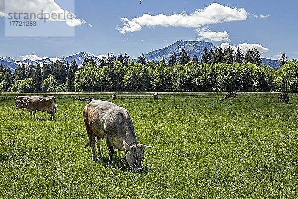 Kühe auf der Weide bei Oberstdorf  Oberallgäu  Allgäuer Alpen  Allgäu  Bayern  Deutschland  Europa