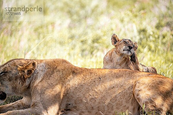 Löwe (Panthera leo) Löwin mit ihren Jungen der sich im grünen Busch kratzt  Taita Hills Wildlife Sanctuary  Kenia  Ostafrika  Afrika